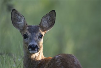 Fawn, Wittlich, Rhineland-Palatinate, Germany, Europe