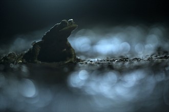 Common toad (Bufo bufo), single male, on the way to spawning waters, evening, toad migration,