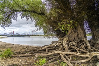 Rhine bank near Duisburg-Baerl, old silver willow, exposed roots, cargo ship, Haus-Knipp railway