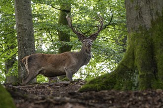 Red deer (Cervus elaphus), Vulkaneifel, Rhineland-Palatinate, Germany, Europe