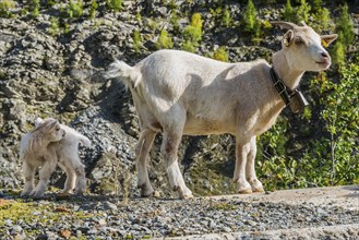 Goat (Capra) with baby in the Swiss Alps, mother, child, Valais, Switzerland, Europe