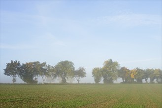 Deciduous trees with autumn leaves, row of trees at the edge of a field in the fog, blue sky, North