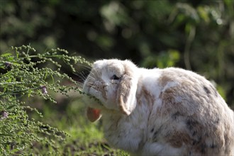 Rabbit (Oryctolagus cuniculus domestica), ram rabbit, floppy ears, fat, meadow, A ram rabbit sits