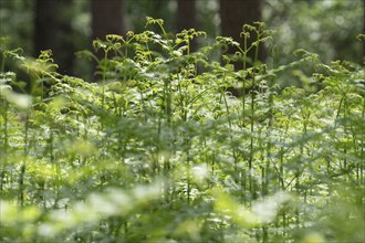 Bracken fern (Pteridium aquilinum) in spring, Lower Saxony, Germany, Europe