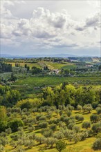 Hilly landscape, cypress (Cupressus), olive, olive tree (Olea europaea), weather, clouds, sky, San