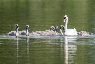 Mute swan (Cygnus olor), adult and young birds swimming on a pond, Thuringia, Germany, Europe