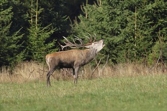 Red deer (Cervus elaphus) during the rutting season, a large stag roaring in a forest clearing,