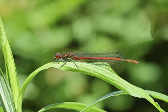 Large red damselfly (Pyrrhosoma nymphula), adult insect, resting on a leaf, close-up, Wilnsdorf,