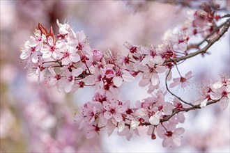 Ornamental cherry (Autumnalis Rosea) fruit blossom, pollination in spring, insect food, summer