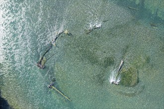 Confluence of river Rio Frio and Rio Yelcho, dead trees in the river, Patagonia, Chile, South