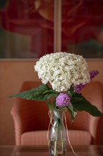 Hydrangea flower, in a vase, Bavaria, Germany, Europe