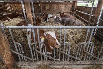 Cows in a loose housing system on straw on an organic farm, North Rhine-Westphalia, Germany, Europe