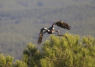 Iberian Eagle (Aquila adalberti), Spanish imperial eagle, Extremadura, Castilla La Mancha, Spain,