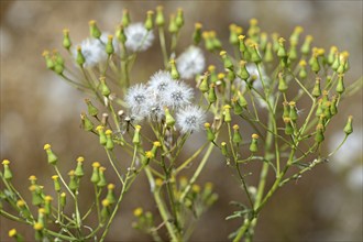 Rough-leaved ragwort (Jacobaea erucifolia, syn.: Senecio erucifolius L.), fruiting stems, North