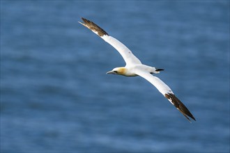 Northern Gannet, Morus bassanus, bird in flight over sea, Bempton Cliffs, North Yorkshire, England,