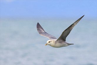 Northern fulmar (Fulmarus glacialis), Spitsbergen, Longyearbyen, Svalbard / Spitsbergen, Norway,