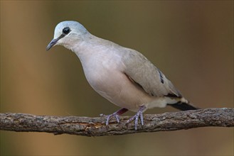 Black-billed wood dove (Turtur abyssinicus), on perch, Tendaba camp / Tendaba photo hid, Kwinella,