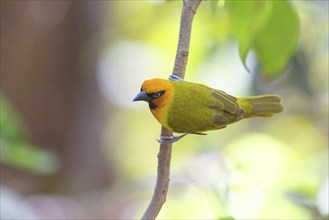 Black-necked weaver (Ploceus nigricollis), Gunjur forest / Gunjur photo hid, Gunjur, South Bank,