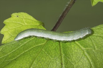 Close-up of an orange tip (Anthocharis cardamines) resting on a leaf of the food plant garlic