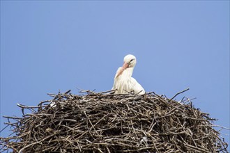 Young stork in the nest