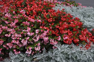 A bed with begonias and silver ragwort