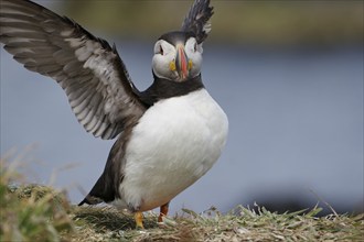 Puffin with outstretched wings standing on a grassy area near the coast, Treshnish Isles, Lunga,