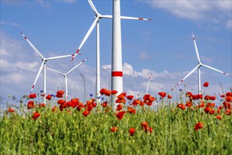 Wind farm, field with flower strips, insect-friendly border of fields with mixed flowers, poppies,