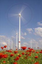 Wind farm, field with flower strips, insect-friendly border of fields with mixed flowers, poppies,