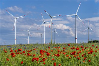 Wind farm, field with flower strips, insect-friendly border of fields with mixed flowers, poppies,