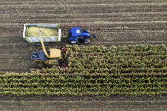 Maize harvest, combine harvester, chopper works its way through a maize field, the silage is pumped