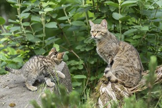 A cat and a kitten sitting next to each other in the countryside, the kitten on a stone, wildcat