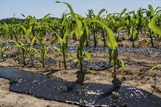 A maize field, with young plants, is fertilised with liquid manure, near Geldern, North