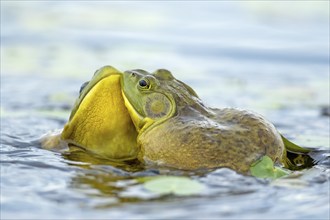 Bull frogs Lithobates catesbeianus. Male bull frogs fighting during the breeding season. La