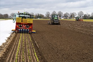 Lettuce plants, in press pots, they are planted in a field with a planting machine, tractors with