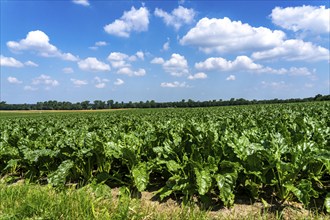 Agriculture, field, field with sugar beet, early growth stage, vigorous growth, near Issum, North