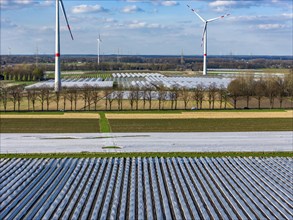 Asparagus fields, asparagus stems under foil, for faster growth, in the background foil greenhouses