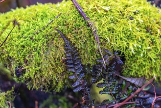 The High Fens nature park Park, in the German-Belgian border region near Eupen, winter, fog, moss,