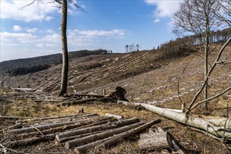 Cleared forest area north of the village of Öventrop, district of Arnsberg, dead spruce stands were