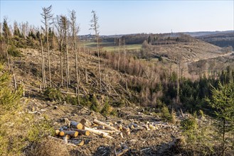 Cleared forest area north of the village of Hirschberg, Soest district, dead spruce stands were