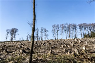 Cleared forest area north of the village of Hirschberg, Soest district, dead spruce stands were