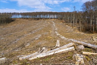 Cleared forest area north of the village of Öventrop, district of Arnsberg, dead spruce stands were