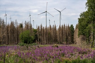 Cleared forest in the Eggegebirge, near Lichtenau, Paderborn district, site of a spruce forest that