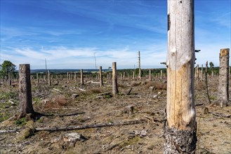 Cleared forest in the Eggegebirge, near Lichtenau, Paderborn district, site of a spruce forest that