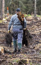 Reforestation in the Arnsberg forest near Rüthen-Nettelstädt, district of Soest, forestry workers