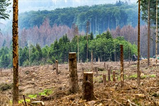 Forest dieback in the Arnsberg Forest nature park Park, over 70 per cent of the spruce trees are