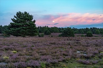 Heather blossom of the broom heather, in the Lüneburg Heath nature reserve, near Wilseder Berg,