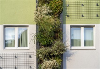 Facade greening on apartment blocks, on Gladbecker Straße, B224, to filter nitrogen oxides and fine