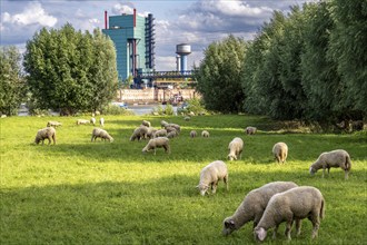 Duisburg Friemershein, sheep on a pasture in the floodplain along the Rhine, pollard willow trees,