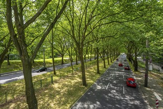 The B1, Rheinlanddamm Straße in Dortmund, an avenue of plane trees, two-way traffic in both