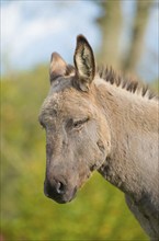 Donkey (Equus asinus asinus) or domestic donkey, completely grey coloured variant with eel line and